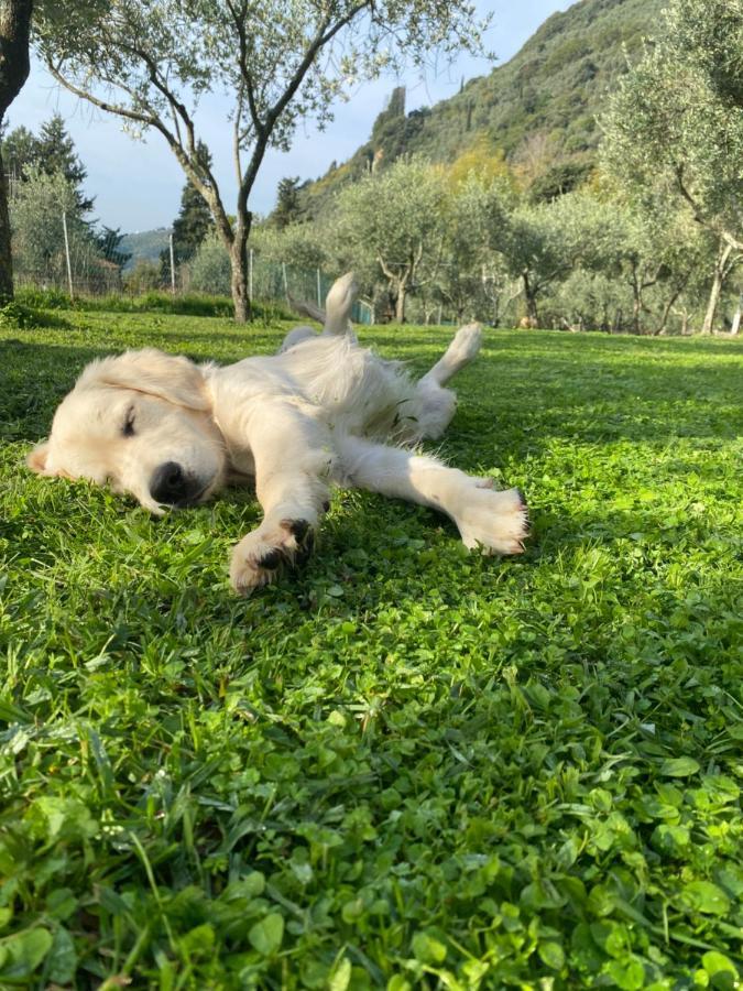 Sotto Il Cielo Di Toscana Appartamenti In Tenuta Only Adults No Pet Camaiore Extérieur photo