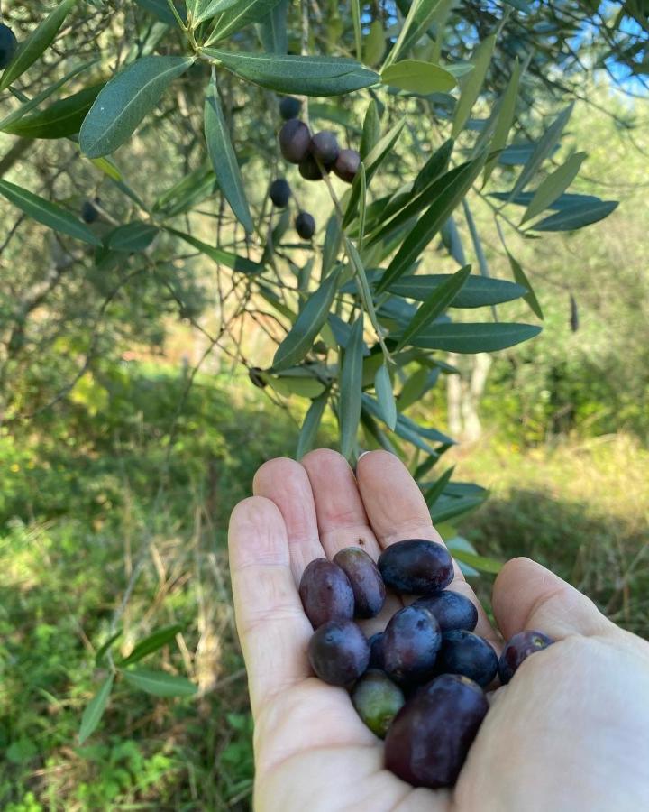 Sotto Il Cielo Di Toscana Appartamenti In Tenuta Only Adults No Pet Camaiore Extérieur photo