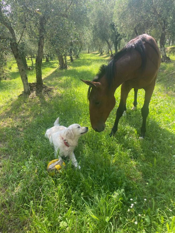 Sotto Il Cielo Di Toscana Appartamenti In Tenuta Only Adults No Pet Camaiore Extérieur photo